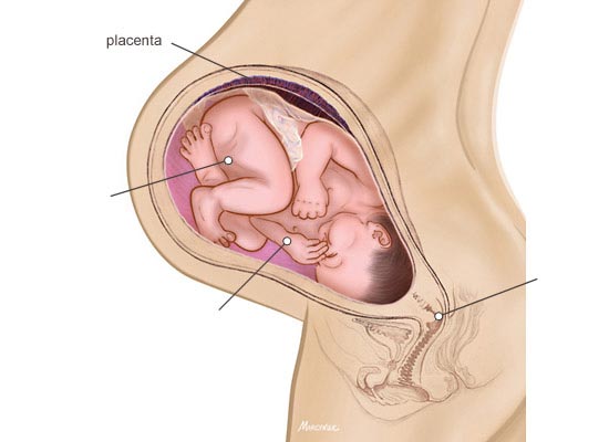 Hormone in Pregnancy and Labor