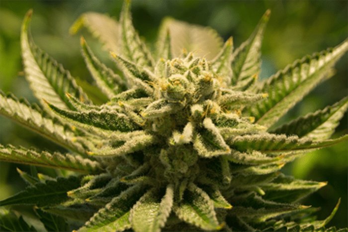 Top 6 Lessons when Growing your Own Cannabis