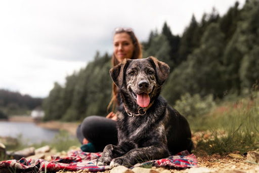Hiking Safety For Dogs 