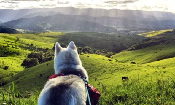 Top 10 Dog-Friendly Hiking Trails in the World