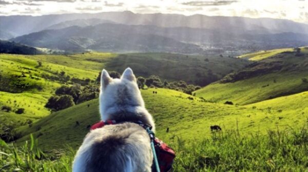 Top 10 Dog-Friendly Hiking Trails in the World